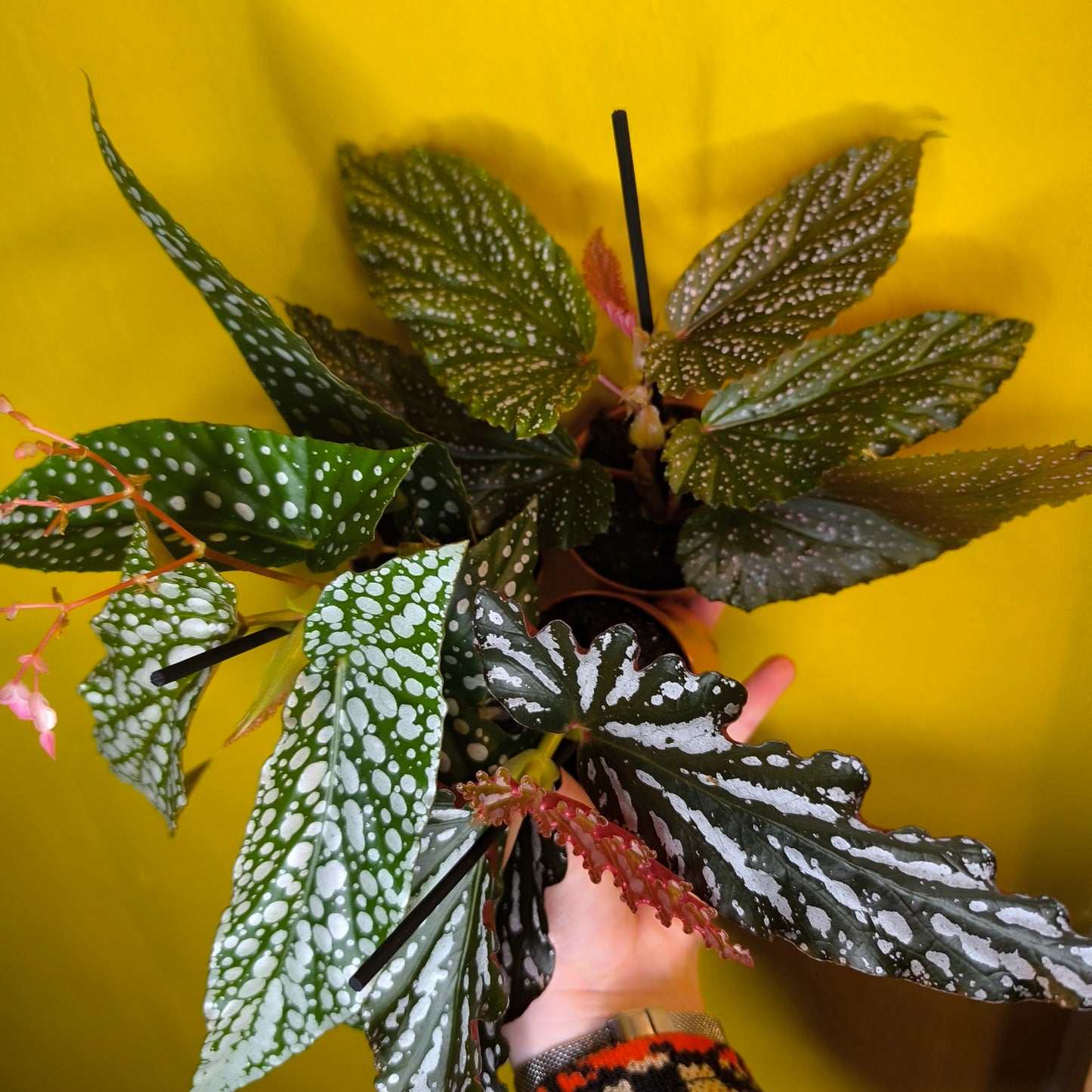 Begonia 'Angel Wing' Spotted- Mini