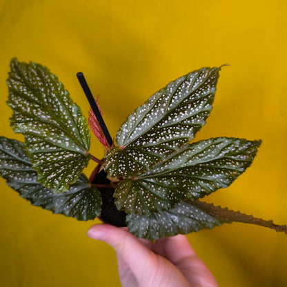 Begonia 'Angel Wing' Spotted- Mini