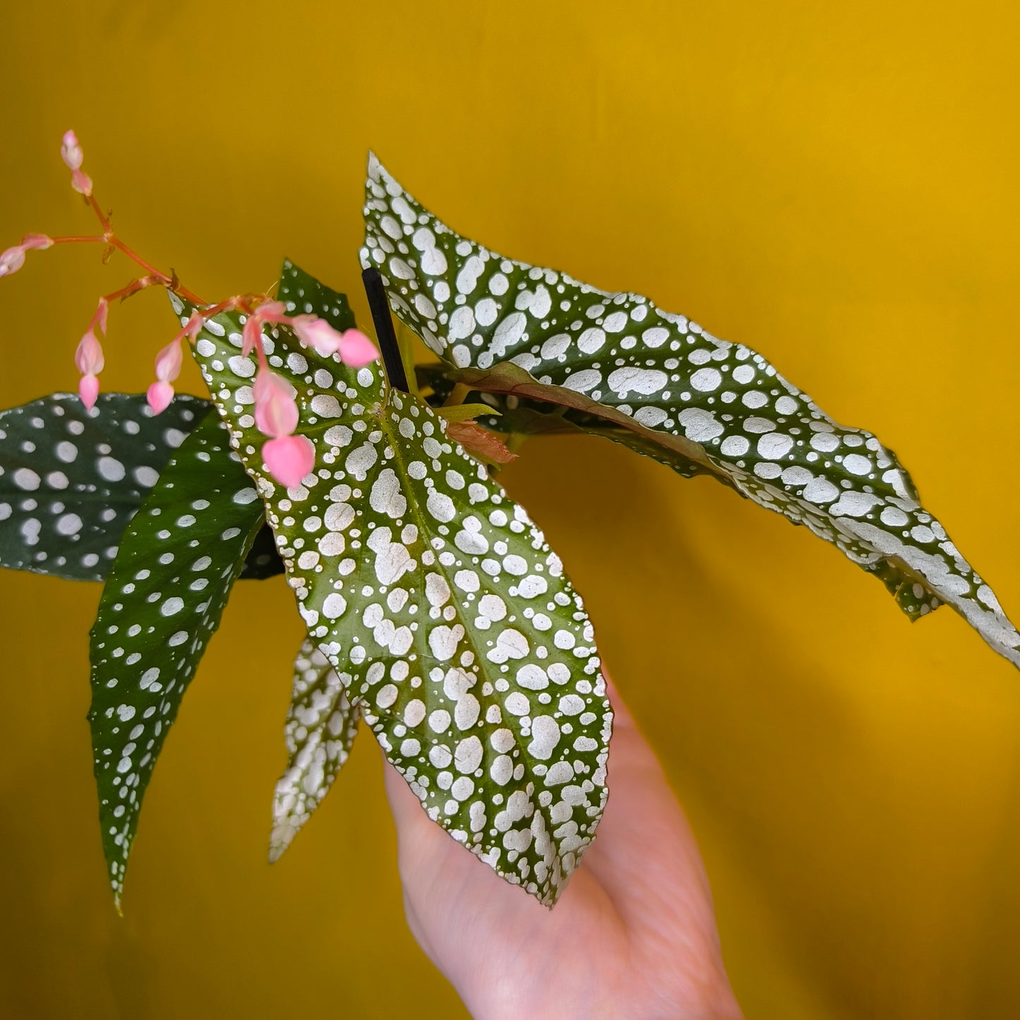 Begonia 'Angel Wing' Spotted- Mini