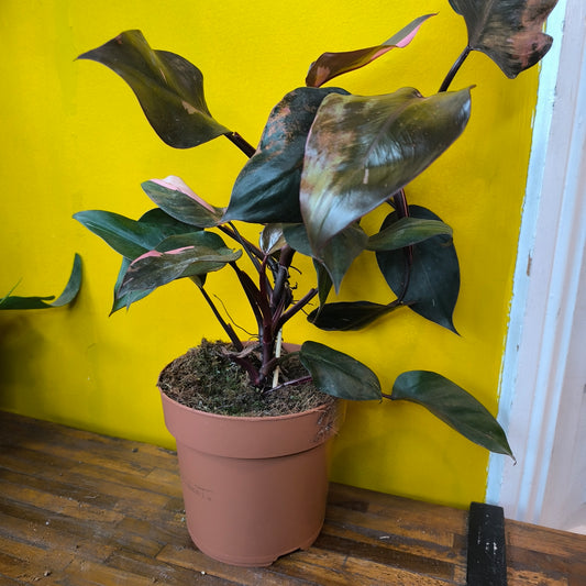 Philodendron `Pink Princess` - medium