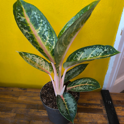 Aglaonema Chinese Evergreen `Orange Flame` - Medium