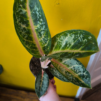 Aglaonema Chinese Evergreen `Orange Flame` - Medium