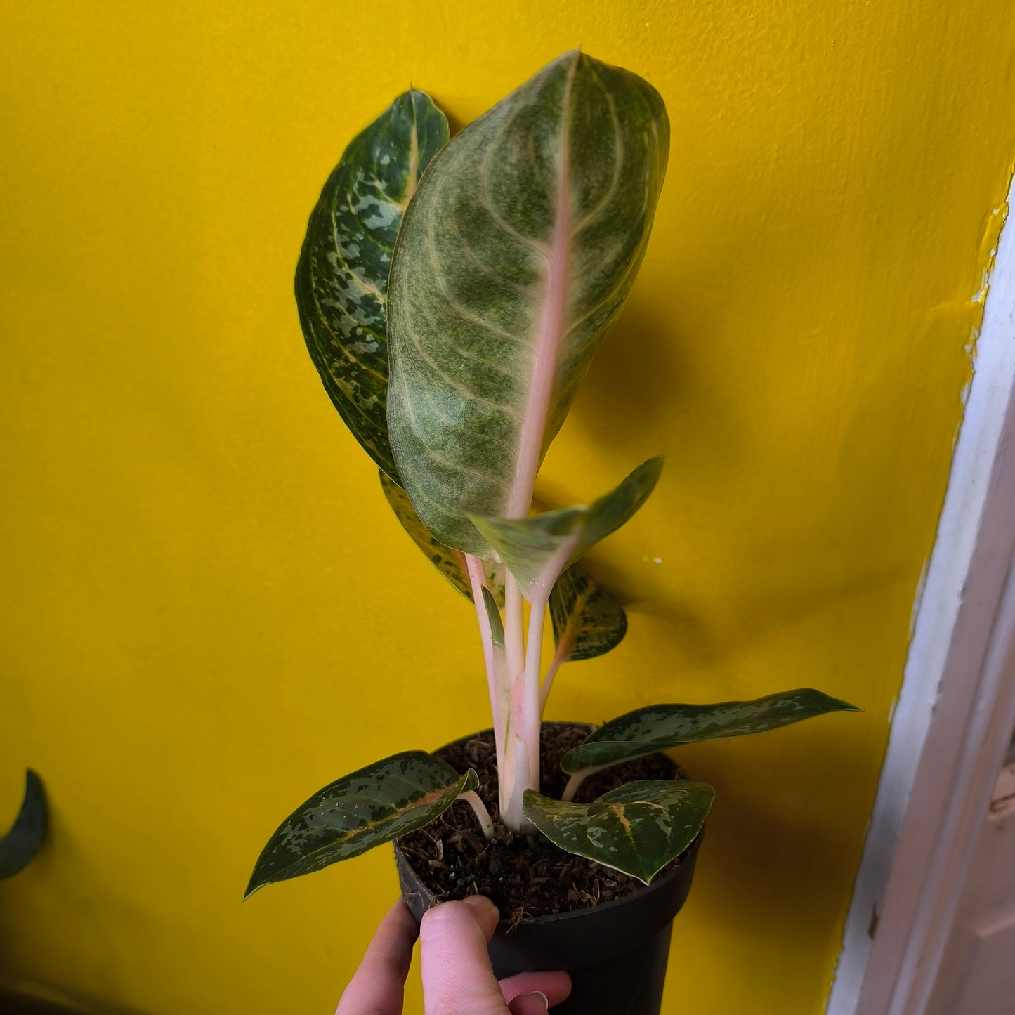 Aglaonema Chinese Evergreen `Orange Flame` - Medium