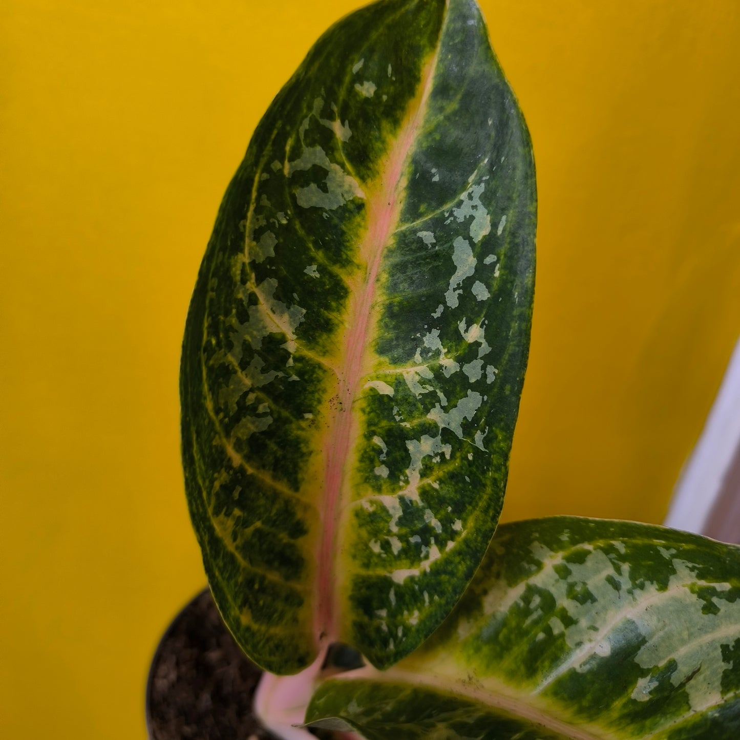 Aglaonema Chinese Evergreen `Orange Flame` - Medium