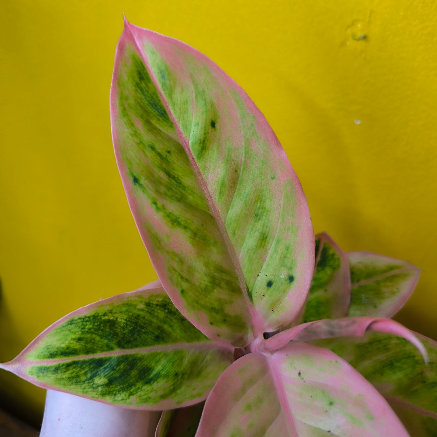 Aglaonema Chinese Evergreen `Salmon Fantasy`- Medium