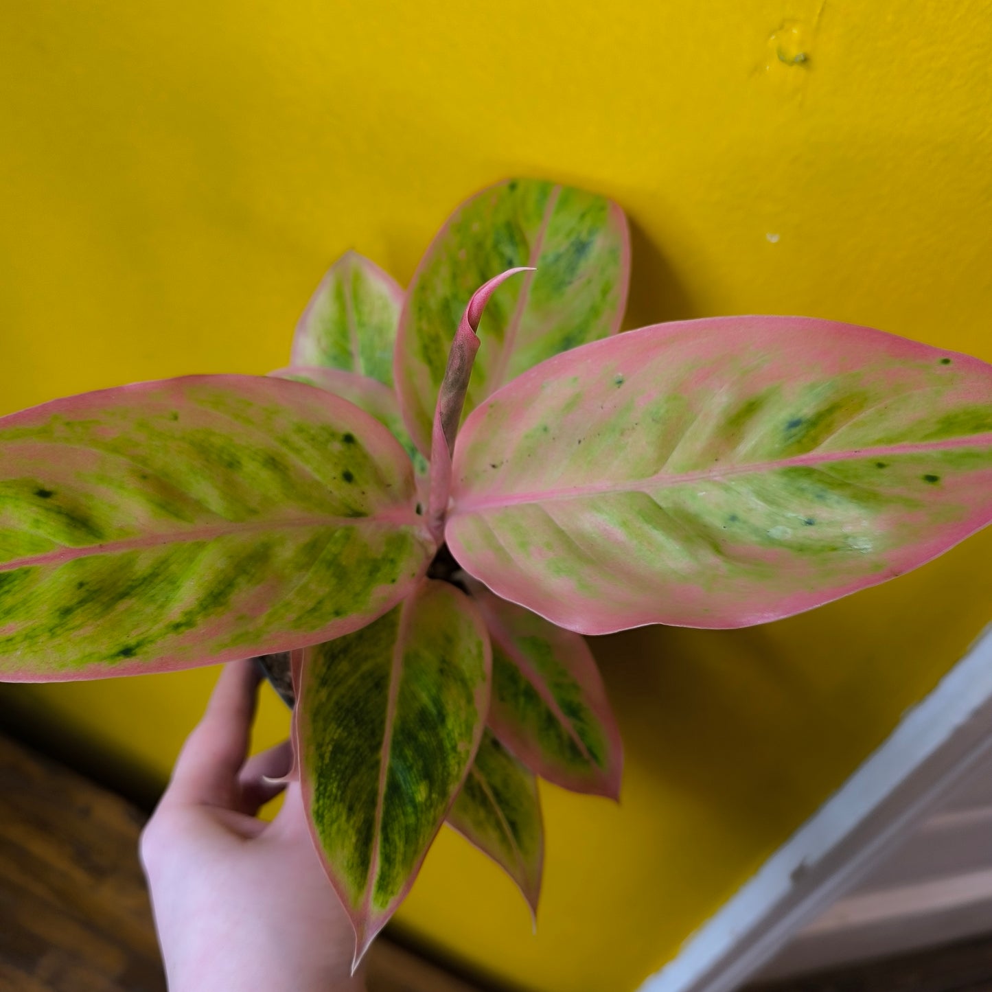 Aglaonema Chinese Evergreen `Salmon Fantasy`- Medium