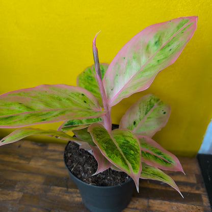 Aglaonema Chinese Evergreen `Salmon Fantasy`- Medium