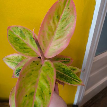 Aglaonema Chinese Evergreen `Salmon Fantasy`- Medium