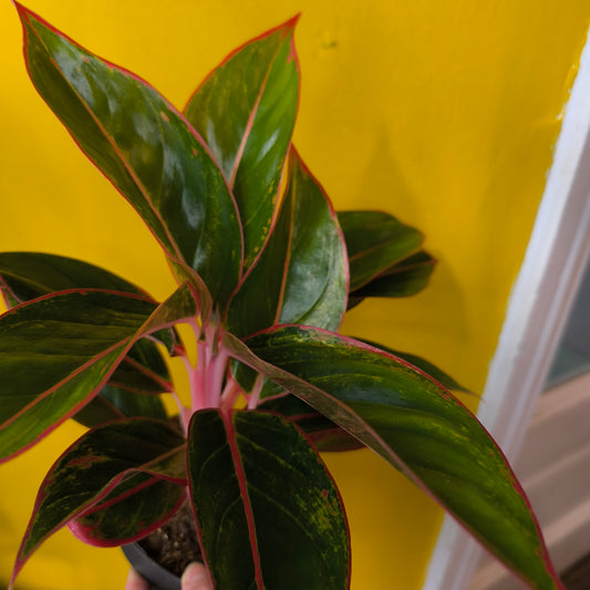 Aglaonema Chinese Evergreen 'Jungle Red' - Medium