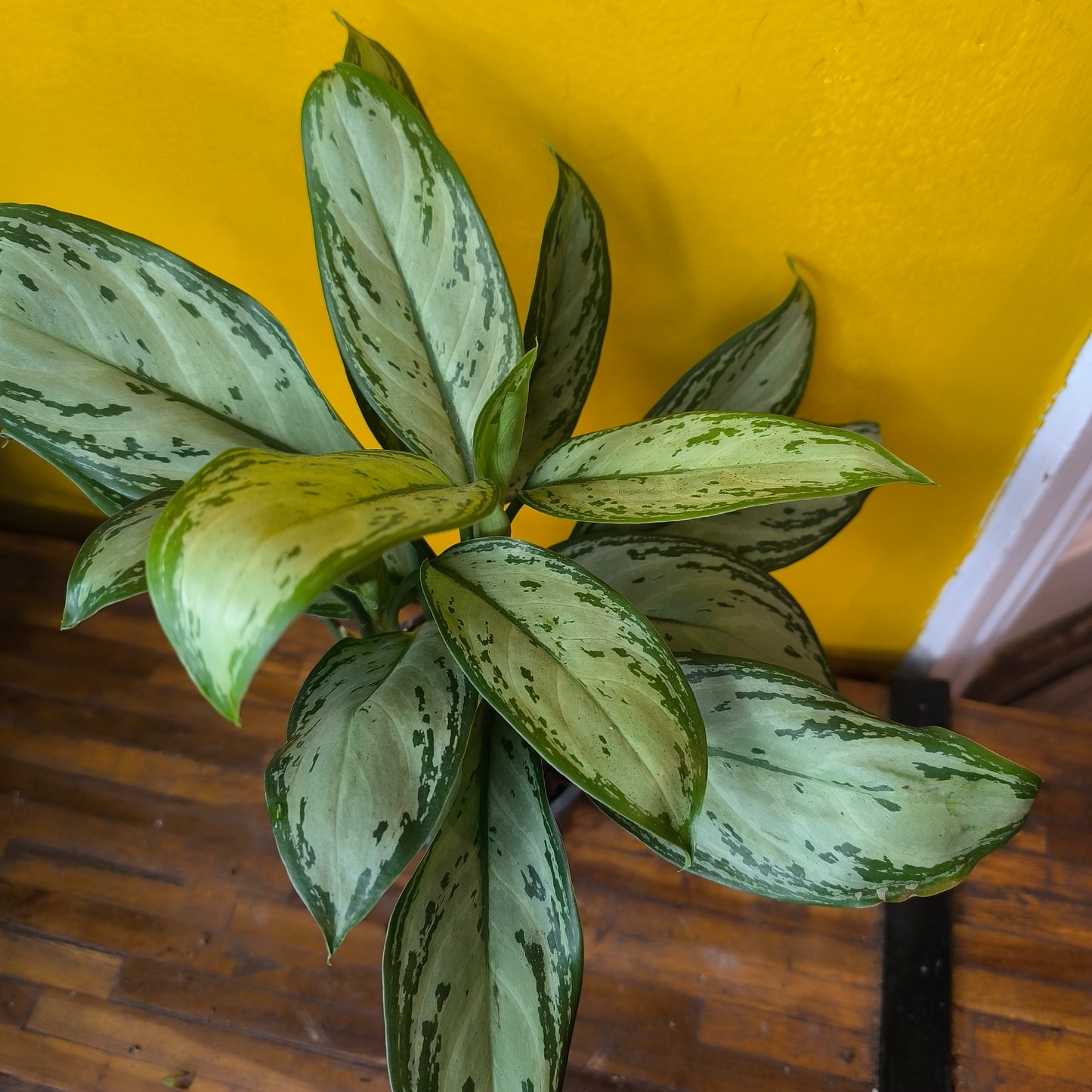 Aglaonema Chinese Evergreens (4) - Medium