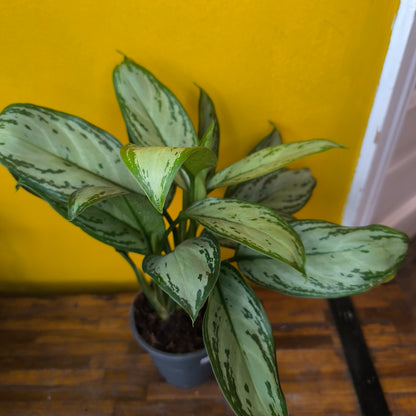 Aglaonema Chinese Evergreens (4) - Medium