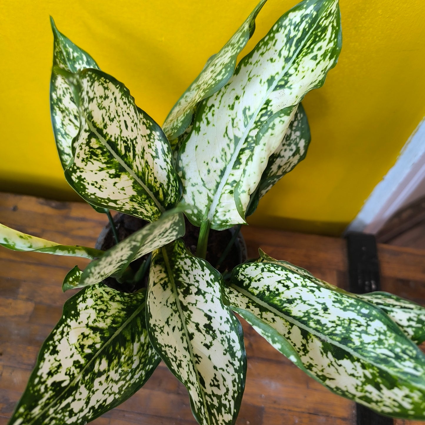 Aglaonema Chinese Evergreens (4) - Medium