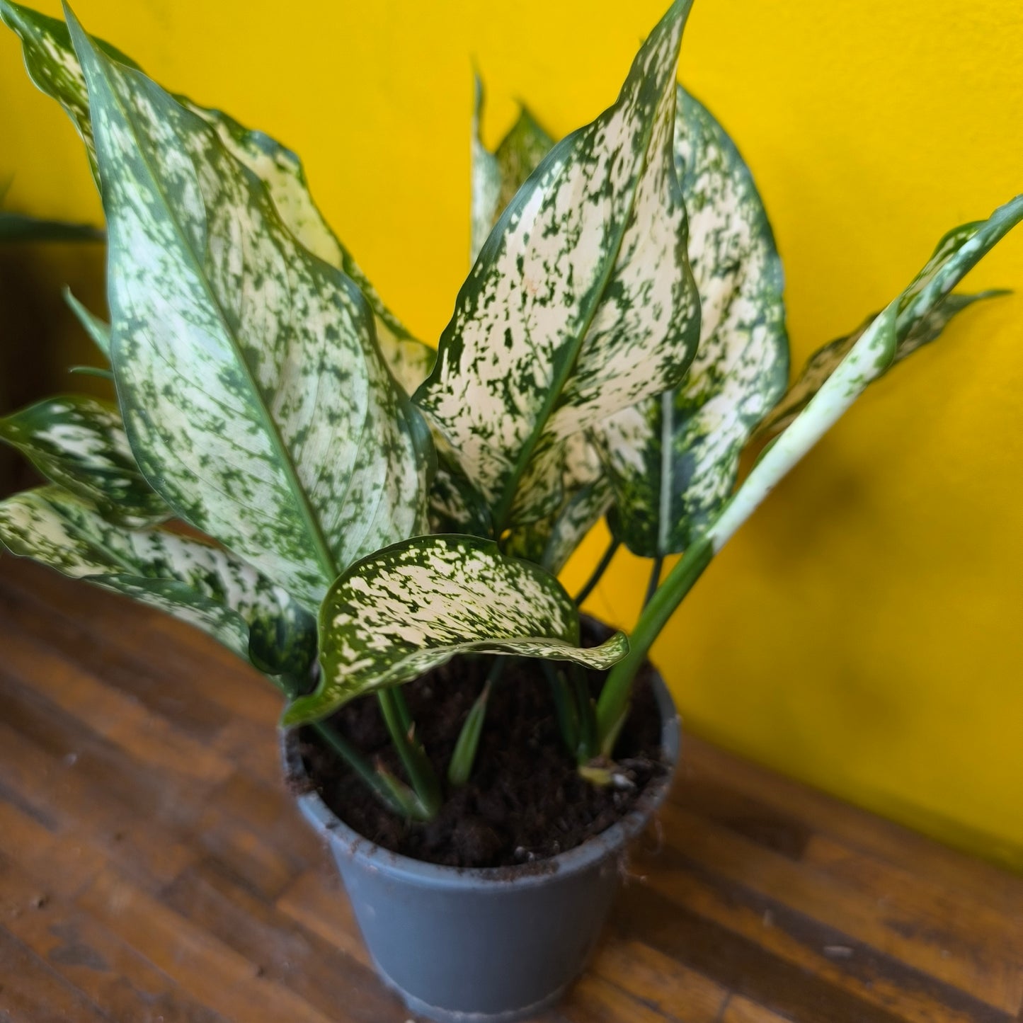 Aglaonema Chinese Evergreens (4) - Medium