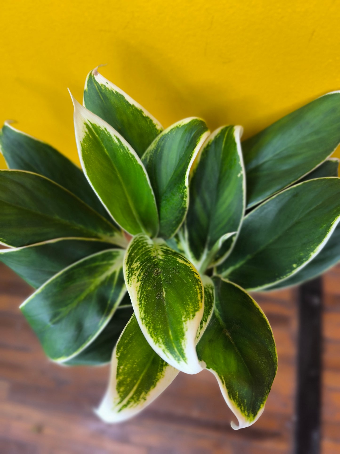 Aglaonema Chinese Evergreens (4) - Medium