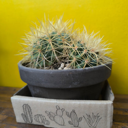 Cactus `Golden Barrell` in Terracotta