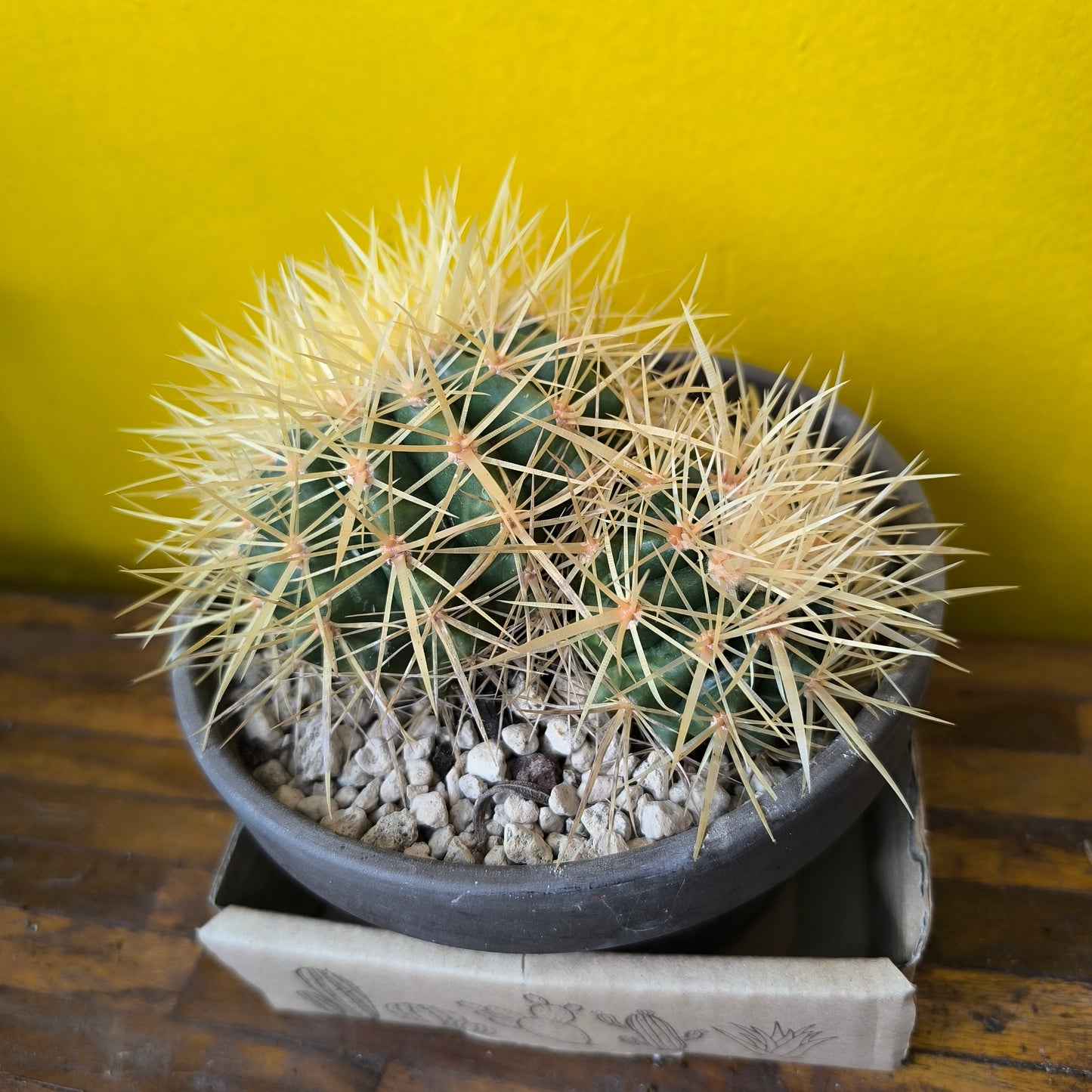 Cactus `Golden Barrell` in Terracotta