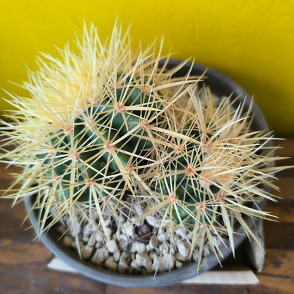 Cactus `Golden Barrell` in Terracotta