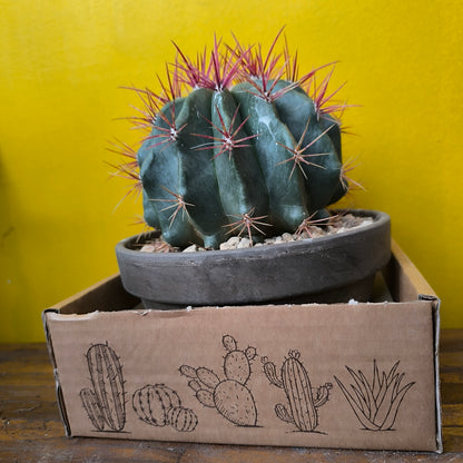 Cactus `Mexican Fire Barrell` in Terracotta