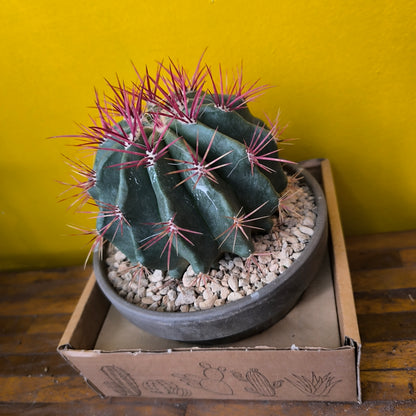 Cactus `Mexican Fire Barrell` in Terracotta