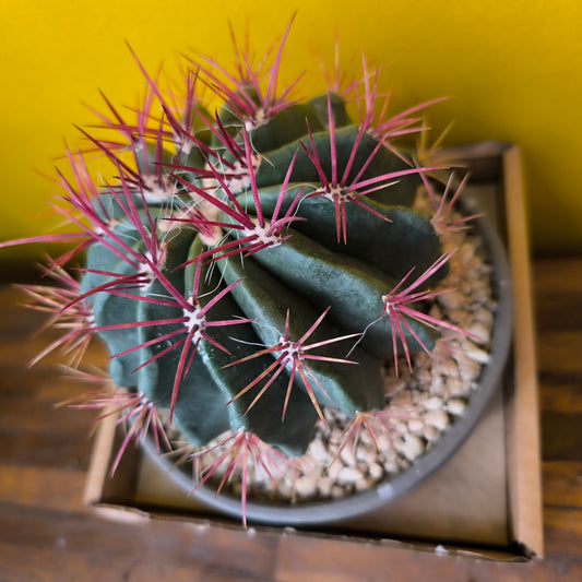 Cactus `Mexican Fire Barrell` in Terracotta