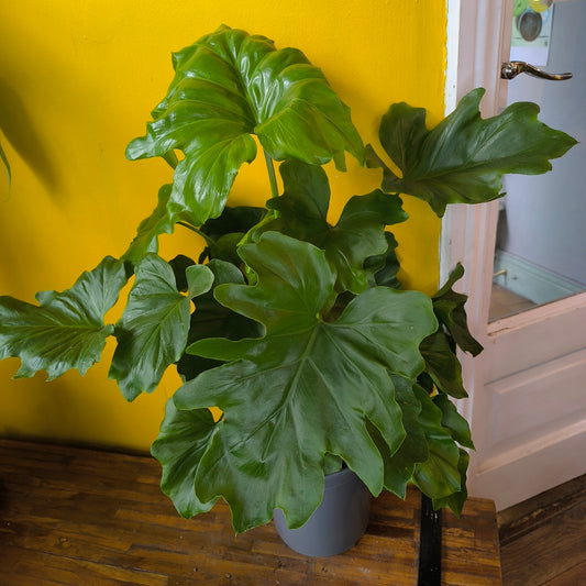 Philodendron `Selloum` Tree - Large