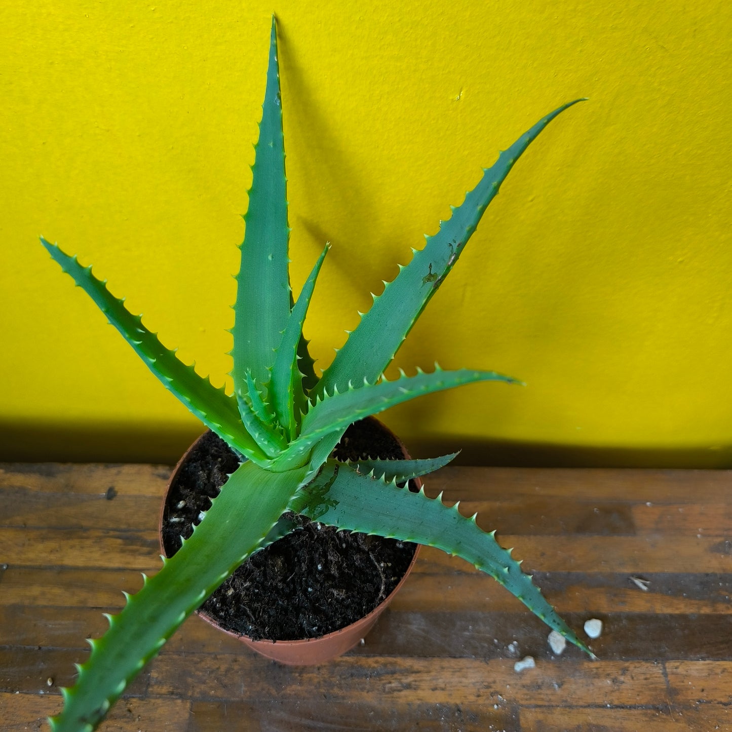 Aloe Tree/Candelabra - Medium