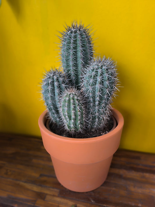 Cactus `Blue Toothpick` with Terracotta - XL