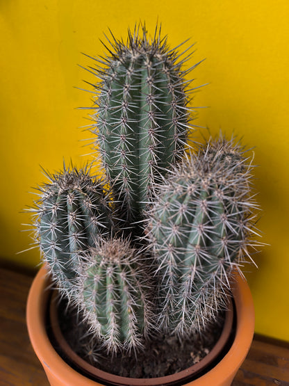 Cactus `Blue Toothpick` with Terracotta - XL