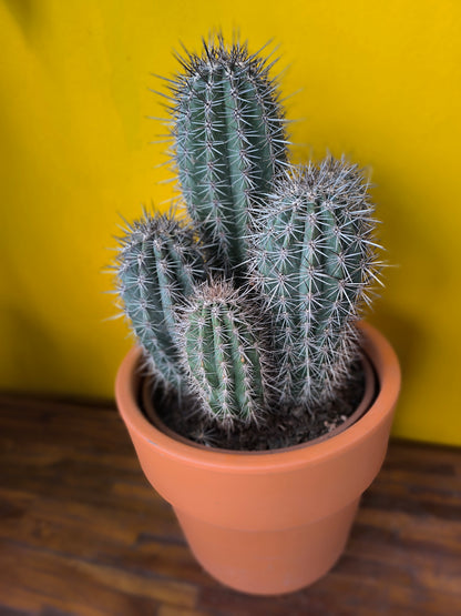 Cactus `Blue Toothpick` with Terracotta - XL