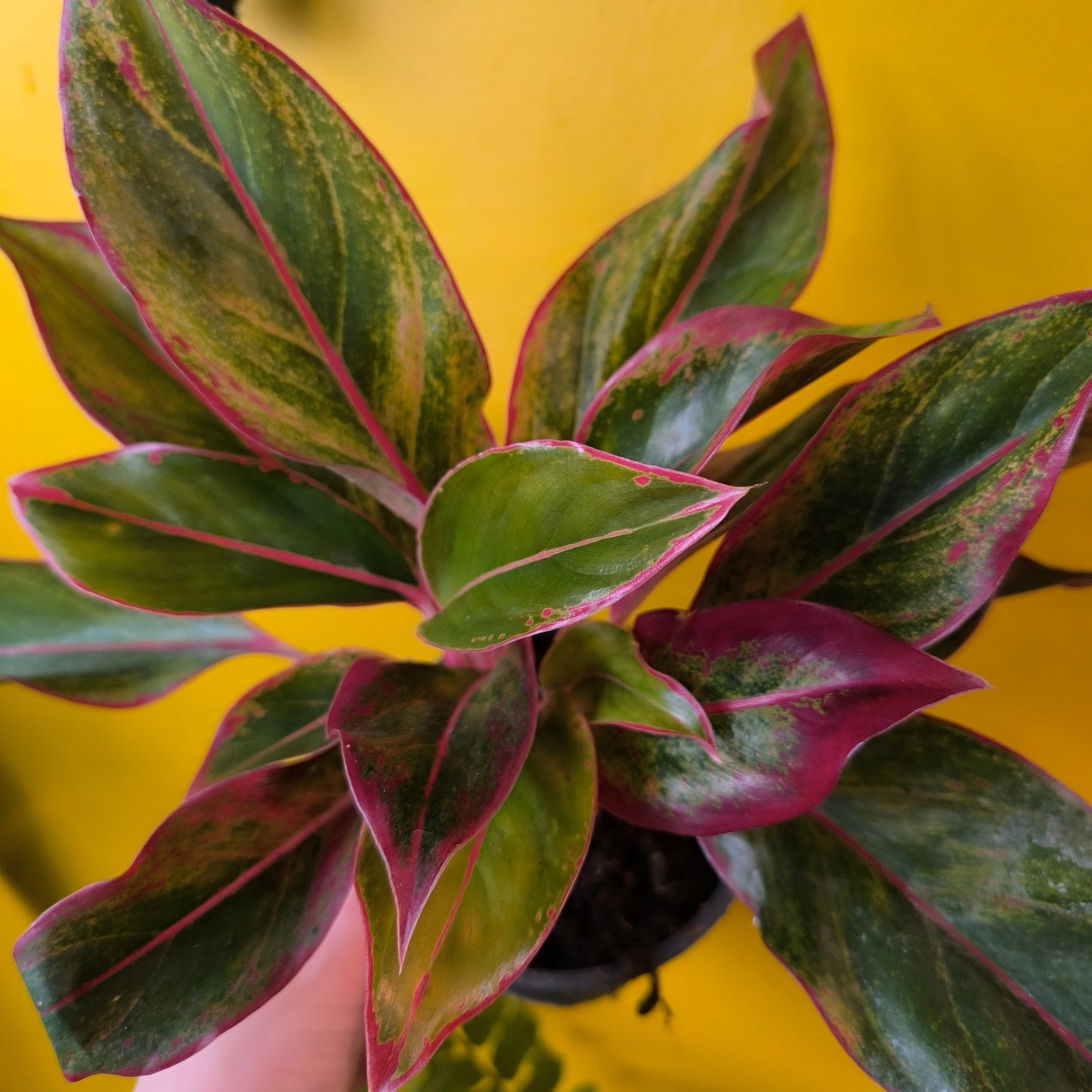 Aglaonema Chinese Evergreens (4) - Medium