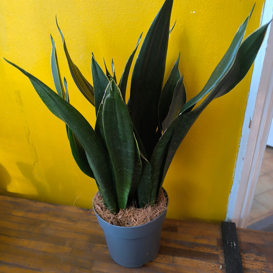Snake Plants - Medium (4)
