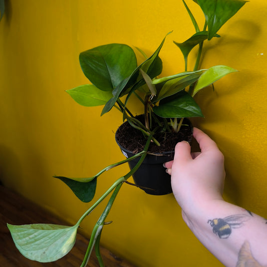 Pothos Mixed Pot