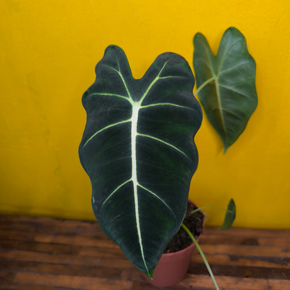 Alocasia Frydek - Medium
