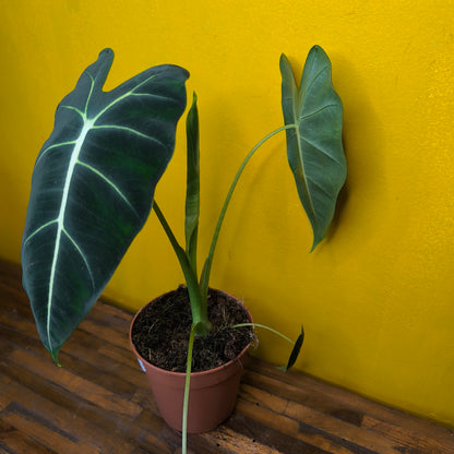 Alocasia Frydek - Medium