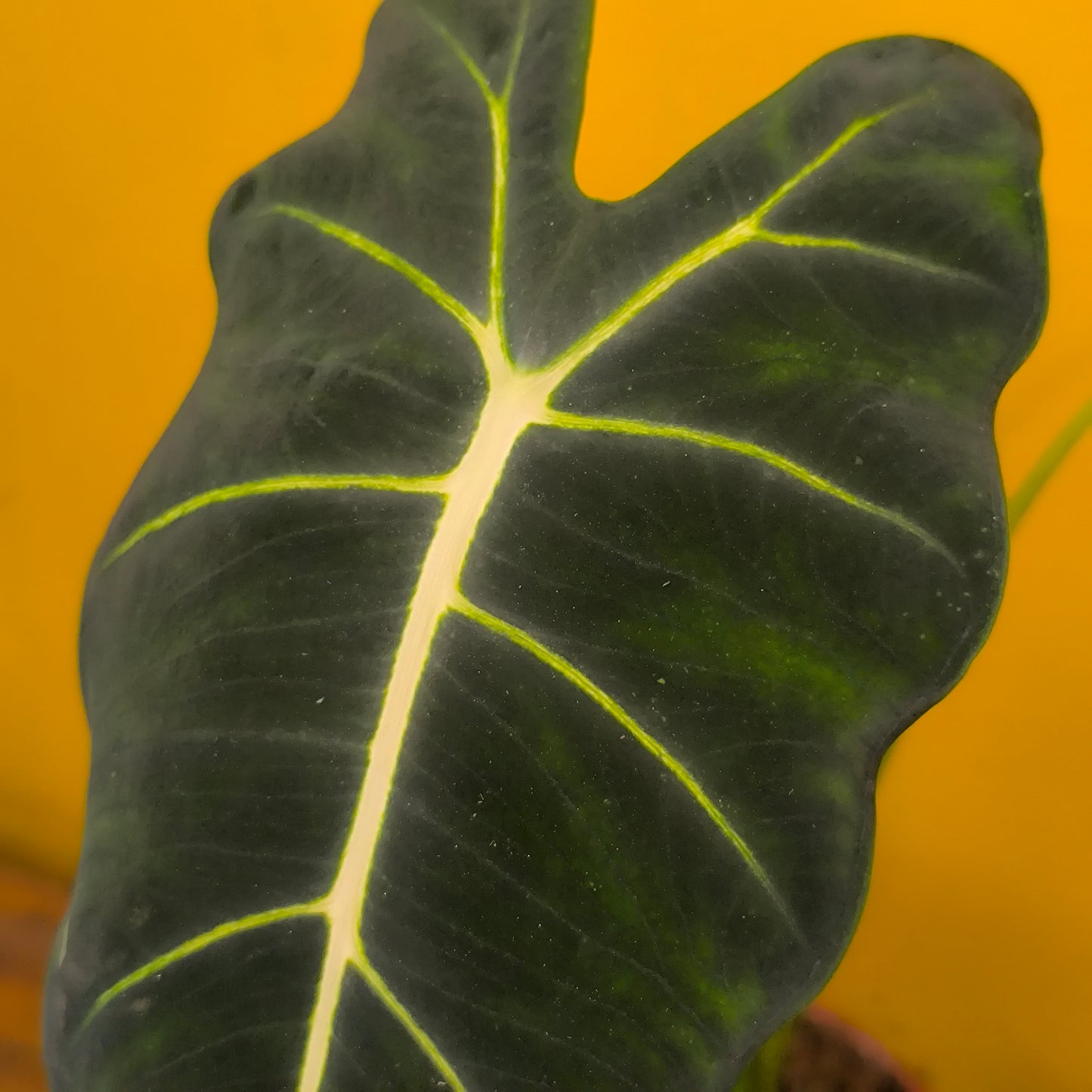 Alocasia Frydek - Medium