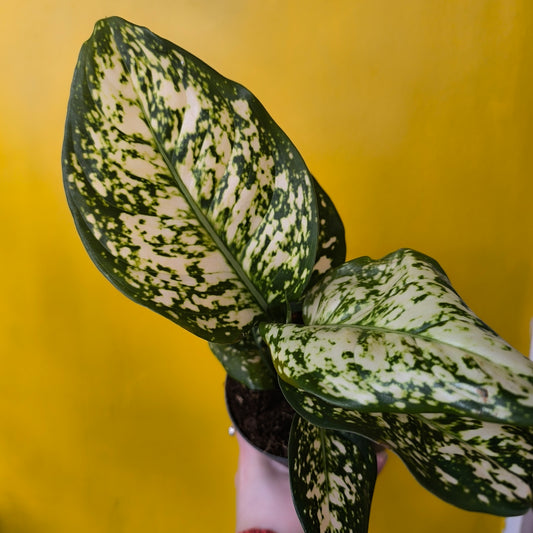 Aglaonema Chinese Evergreen 'Ivory Jade' - Medium