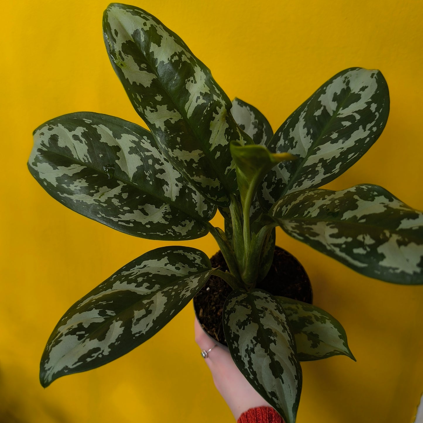 Aglaonema Chinese Evergreen 'Amazon Silver' - Medium