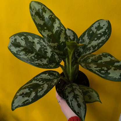 Aglaonema Chinese Evergreen 'Amazon Silver' - Medium