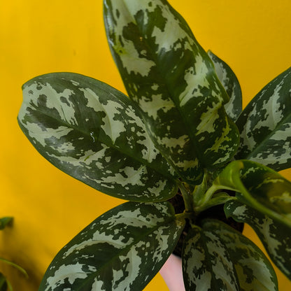 Aglaonema Chinese Evergreen 'Amazon Silver' - Medium