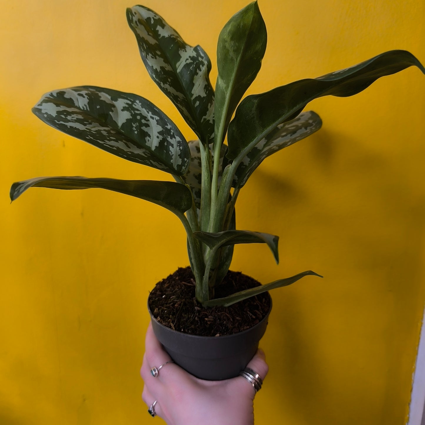 Aglaonema Chinese Evergreen 'Amazon Silver' - Medium
