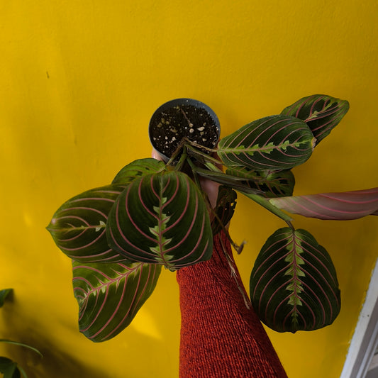 Prayer Plant 'Red Stripe' - Small