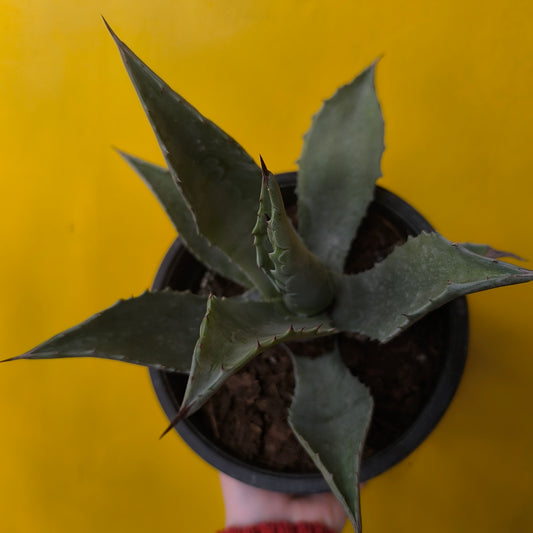 Agave salmiana - Medium