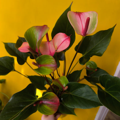 Flamingo Flower `Amalia Elegance` - medium