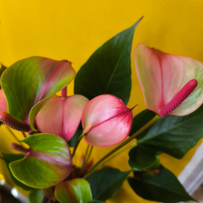 Flamingo Flower `Amalia Elegance` - medium