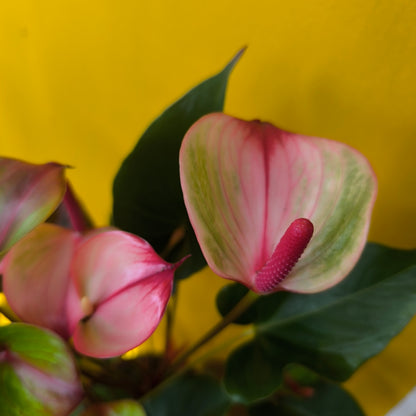 Flamingo Flower `Amalia Elegance` - medium