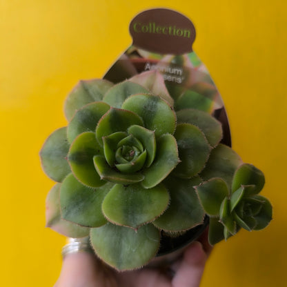 Cacti/Succulent Mix- Medium