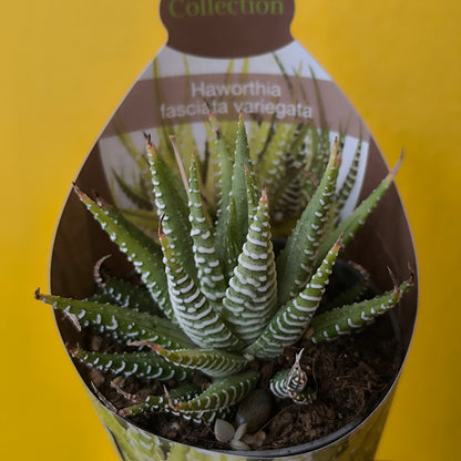Cacti/Succulent Mix- Medium
