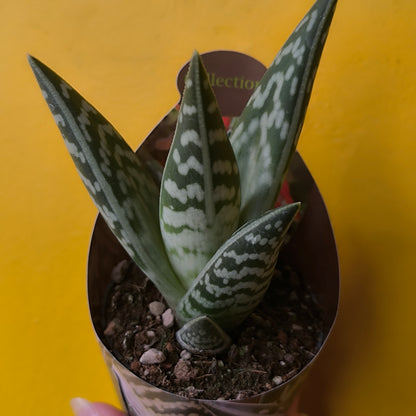 Cacti/Succulent Mix- Medium