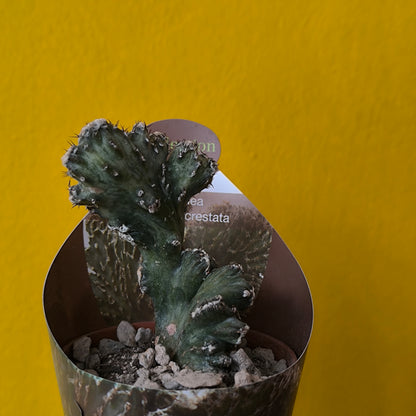Cacti/Succulent Mix- Medium