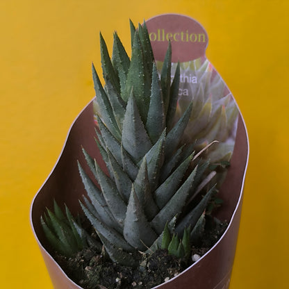 Cacti/Succulent Mix- Medium
